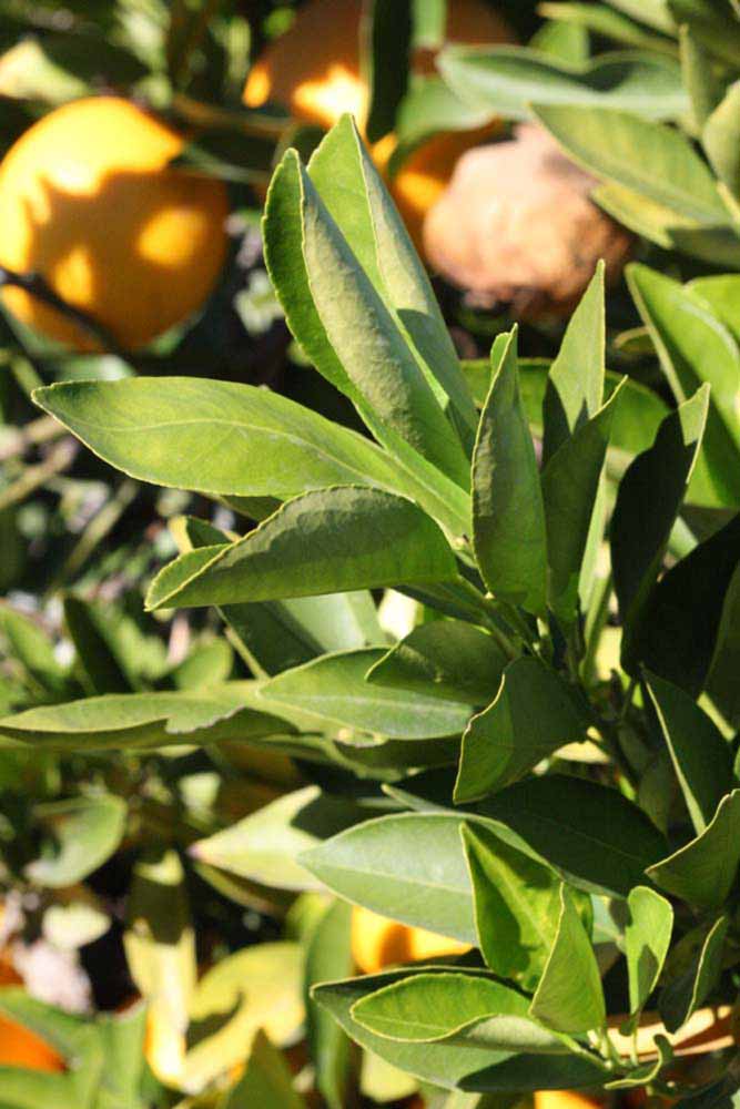            Sun leaves (Riverside, CA)   